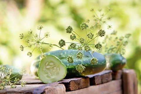 Cucumbers and dill Stock Photos
