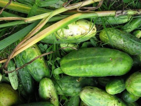 Cucumbers and onion Stock Photos