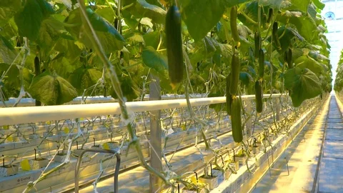 Cucumbers are being grown using hydroponics system 動画素材 98392475