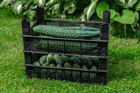 Cucumbers are in boxes. Stock Photos