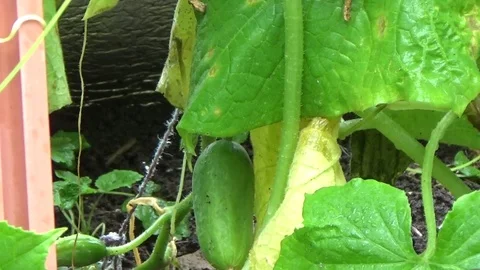The cucumbers are hanging on the branches Video stock 82208434