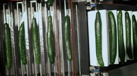 Cucumbers Are Moving To Packaging Vídeos de archivo 62766579