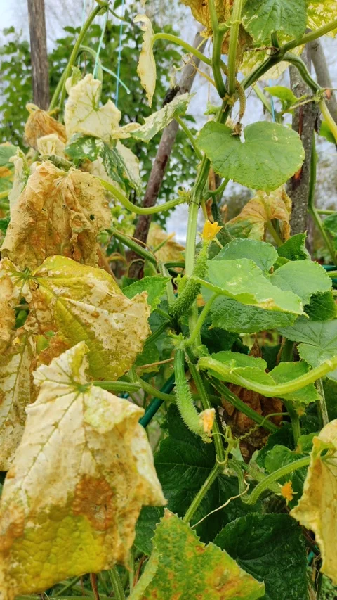 Cucumbers in autumn (2) 4K 30 FPS Stock Footage 285987922