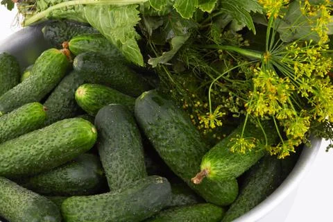 Cucumbers in a basin Stock-Fotos