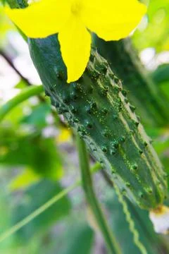 Cucumbers in the beds macro shooting. Stock Photos