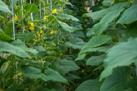 Cucumbers in the beds Stock Photos