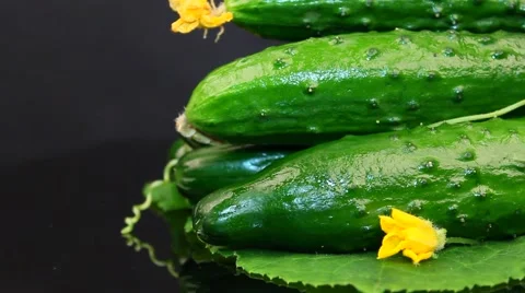 Cucumbers on a black background . Rotation Stock Footage 61459556