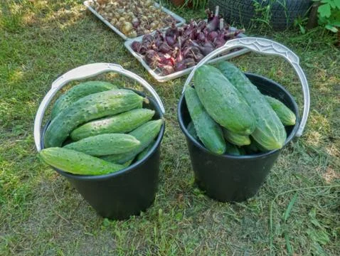 Cucumbers in black buckets on Stock Photos