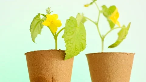Cucumbers blooming seedlings in peat caps. Growing  cucumbers. Stock Footage 168471173