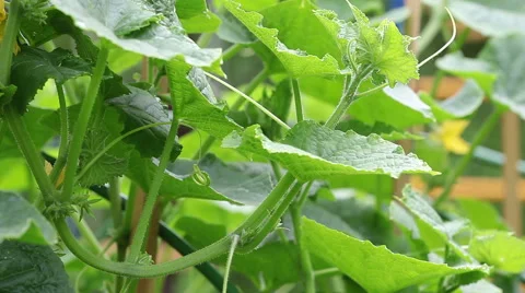 The cucumbers blossoming on a seedbed Stock Footage 48666885
