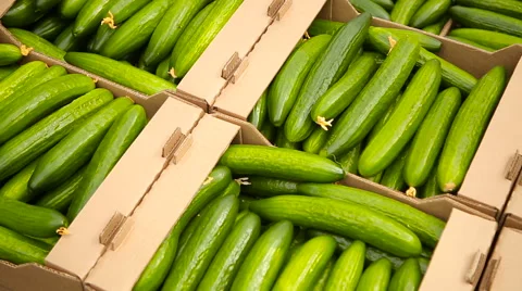 Cucumbers in a box Stock Footage 62636084