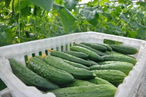 Cucumbers in a box Stock Photos