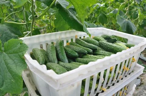 Cucumbers in a box Stock Photos