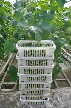 Cucumbers in a box Stock Photos