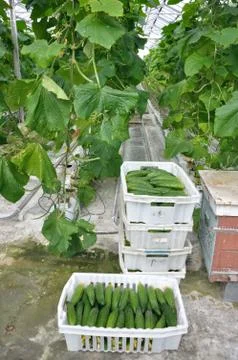Cucumbers in a box Stock Photos