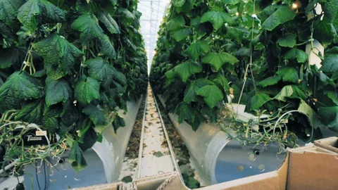 Cucumbers in boxes in big greenhouse. Stock Footage 128947125