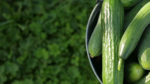 Cucumbers in bucket Video stock 101119234