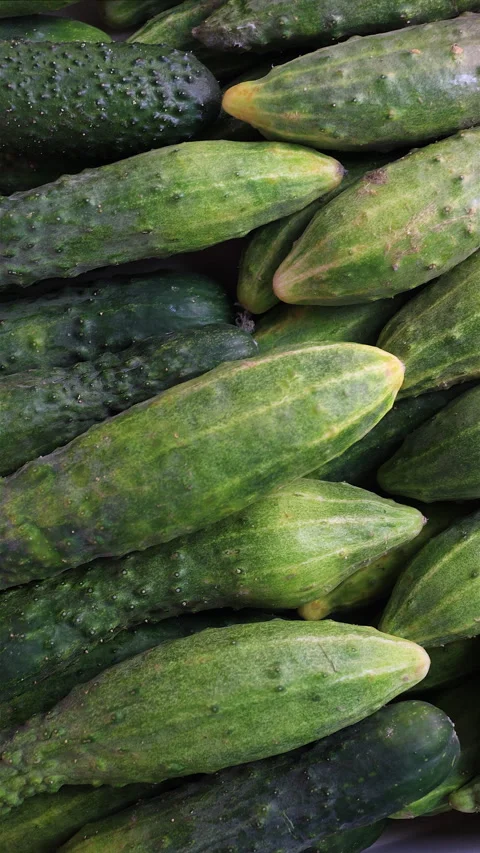 Cucumbers with Bumpy Skin, Handheld Shot. Vertical. Stock Footage 283744031