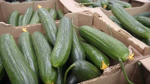 Cucumbers in cardboard boxes. Lots of cucumbers, harvest. Stock Footage 263144987