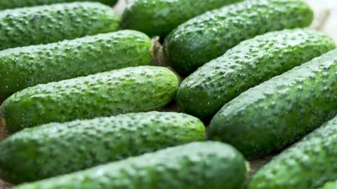 Cucumbers, Close-up. Background of Ripe Cucumbers, Rotation. Fresh Crop Of Cucum Stock Footage 155332327