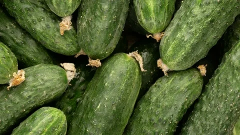 Cucumbers close up. Fresh vegetables. Stock Footage 138161017