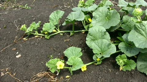 Cucumbers in color Stock Footage 843589