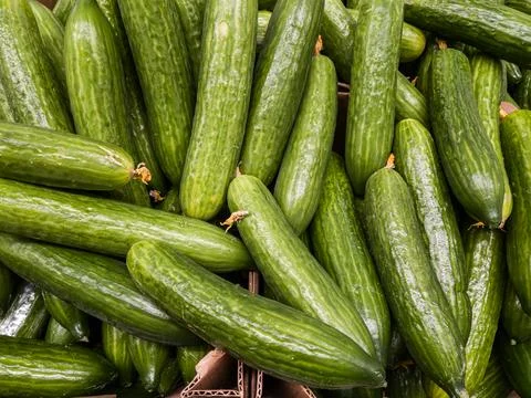 Cucumbers on the counter in the store Cucumbers in close-up Cucumbers backg.. Stock Photos