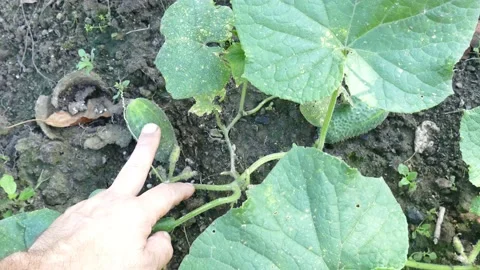 Cucumbers in the country in the summer Stock Footage 158402412