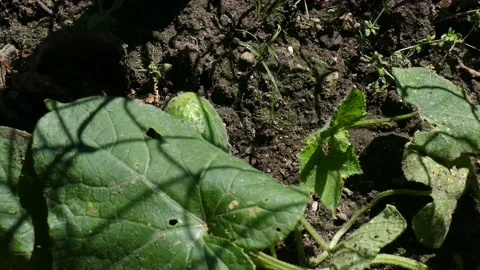 Cucumbers in the country in the summer Stock Footage 158402698
