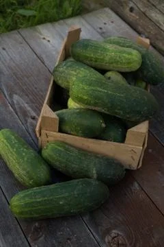 Cucumbers in creat Stock Photos