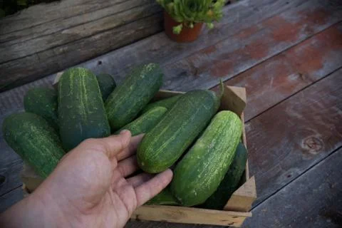 Cucumbers in create Stock Photos