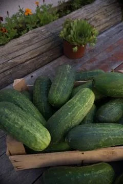 Cucumbers in create on table Stock Photos