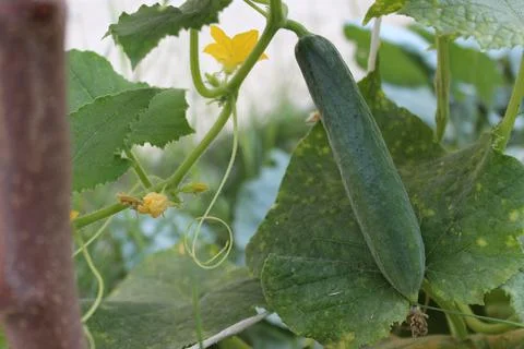 Cucumbers Decorated In Greenery Foto stock