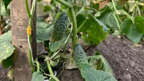 Cucumbers developing on a vine, featuring small prickly fruit and bright green Stock Photos
