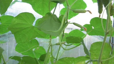 Cucumbers of different sizes growing in greenhouse. Growing vegetables in gre Stock Footage 201525748