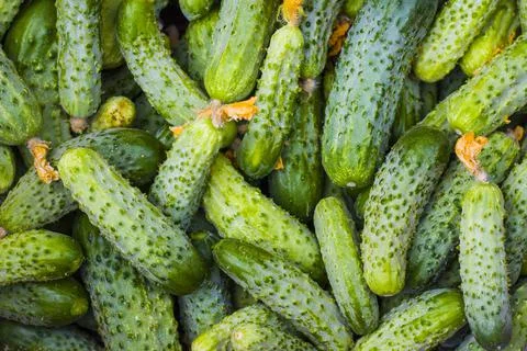 Cucumbers with dried flowers backdrop Stock Photos