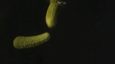 Cucumbers falling in water Stock Footage 24895795