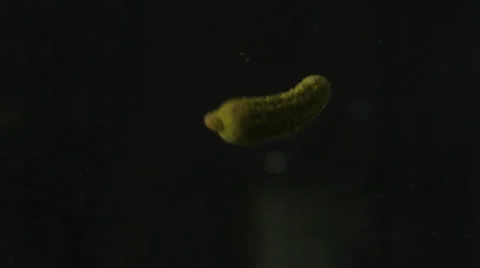 Cucumbers falling in water Stock Footage 24896288