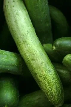 Cucumbers from a farm Stock Photos