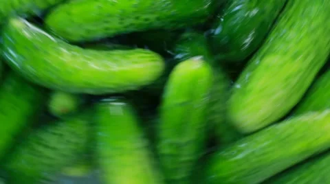 Cucumbers In Farm Washing Machine Stock Footage 7749379