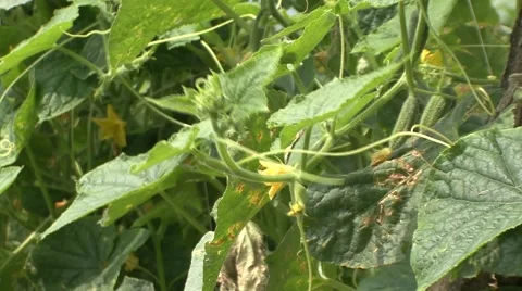 Cucumbers in a field close-up Stock Footage 41122499