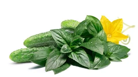 Cucumbers with fresh basil, paths Foto stock