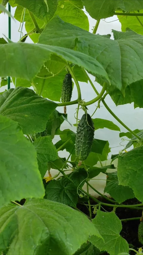 Cucumbers in the garden, cucumber vine 2 Stockbeeldmateriaal 341294836