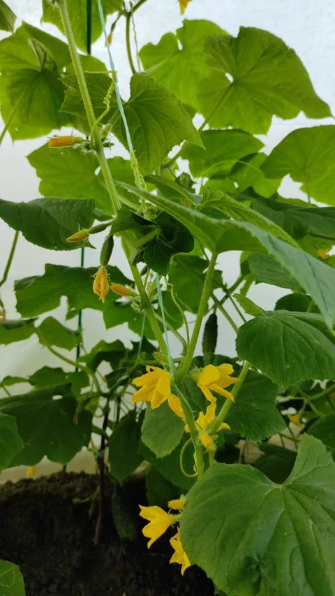 Cucumbers in the garden, cucumber vine 3 Stockbeeldmateriaal 341294553