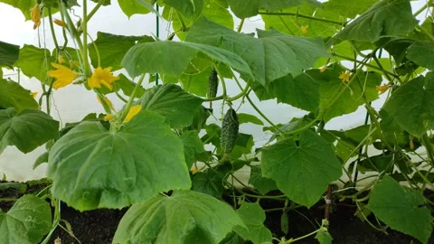 Cucumbers in the garden, cucumber vine Vidéo 341294602
