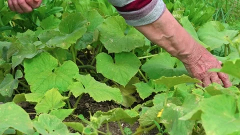 Cucumbers in the garden Stockbeeldmateriaal 314850804