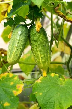 Cucumbers in the garden Stock Photos