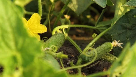 Cucumbers Gherkins on a Bed in the Field Stock Footage 95139187