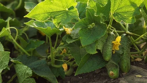 Cucumbers Gherkins on a Bed in the Field Stock Footage 95139879