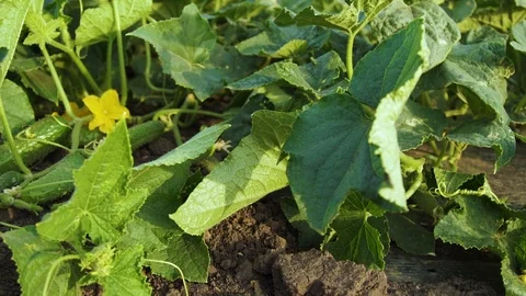 Cucumbers Gherkins on a Bed in the Field Stock Footage 95140210